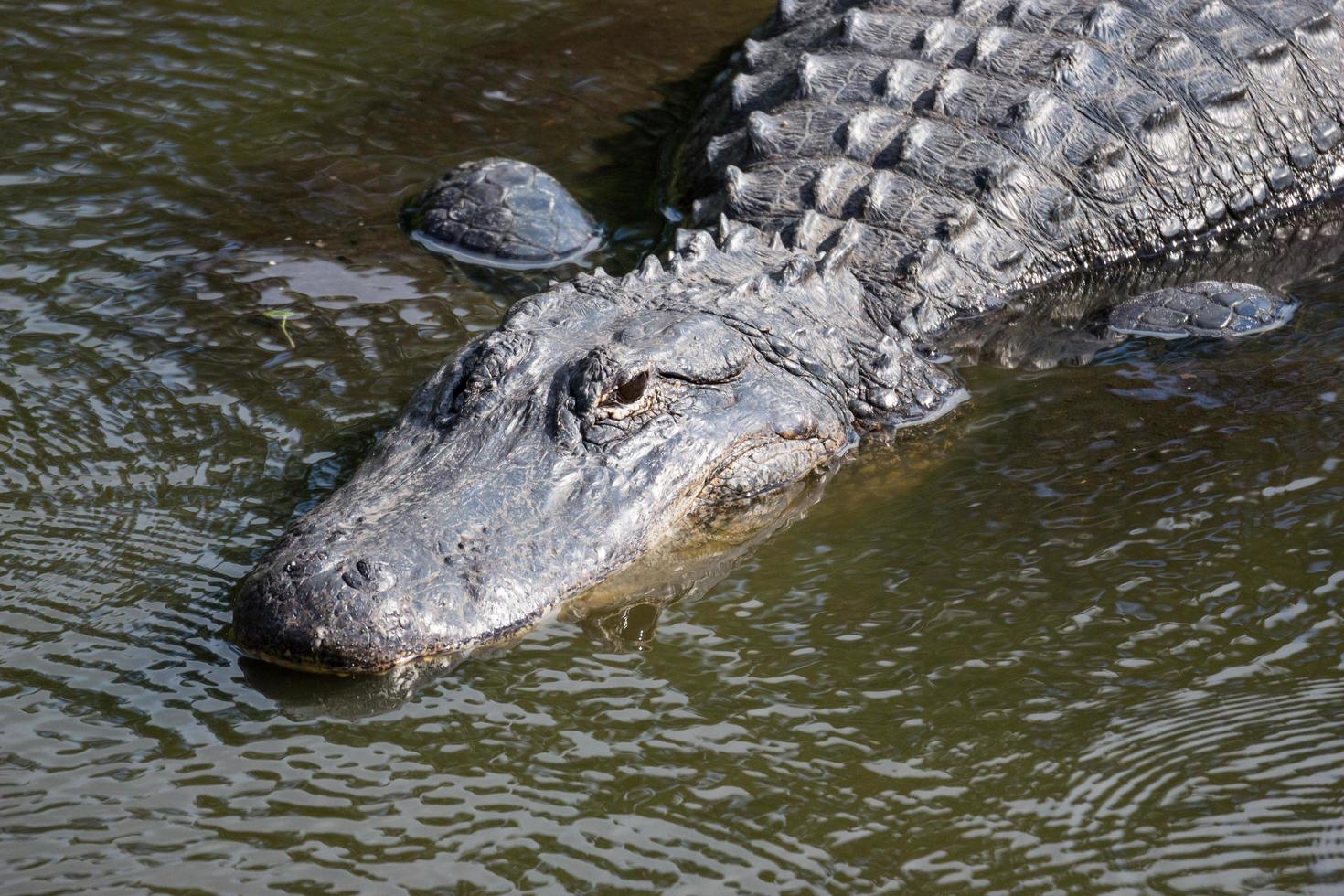 American Alligator, Alligator mississippiensis photo