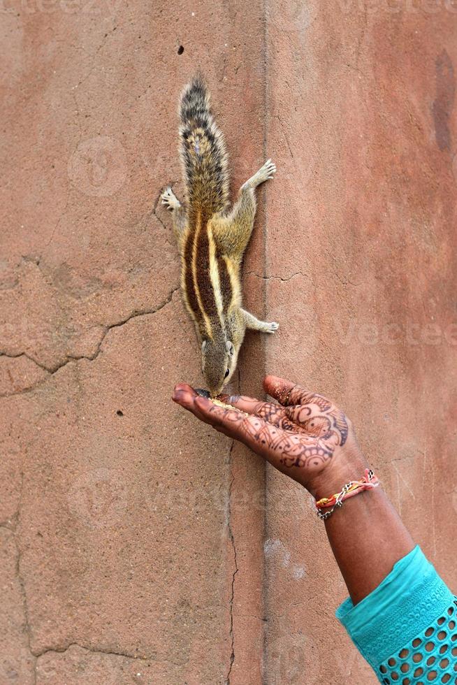 Indian Palm Squirrel reaching for food photo