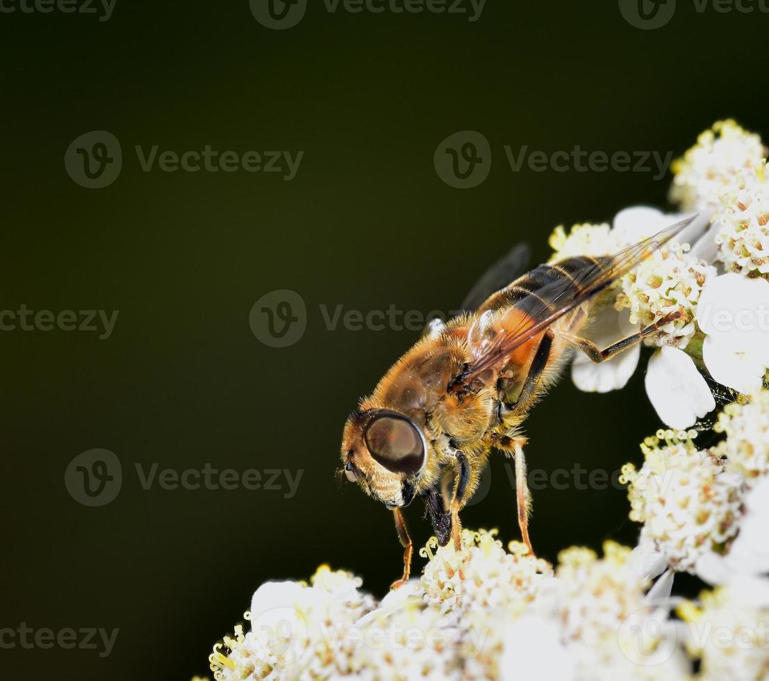 Néctar de hoverfly alimentándose de una flor blanca foto