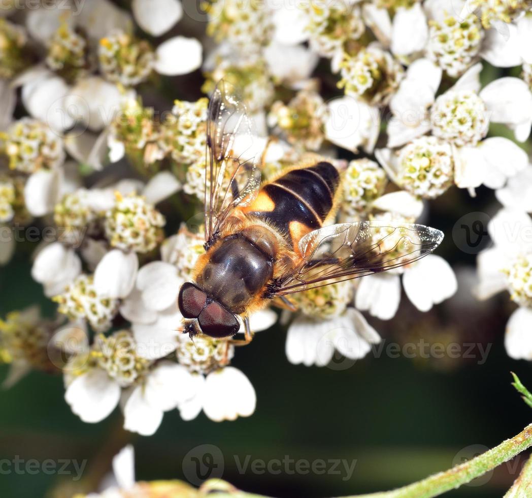 Néctar de hoverfly alimentándose de una flor blanca foto