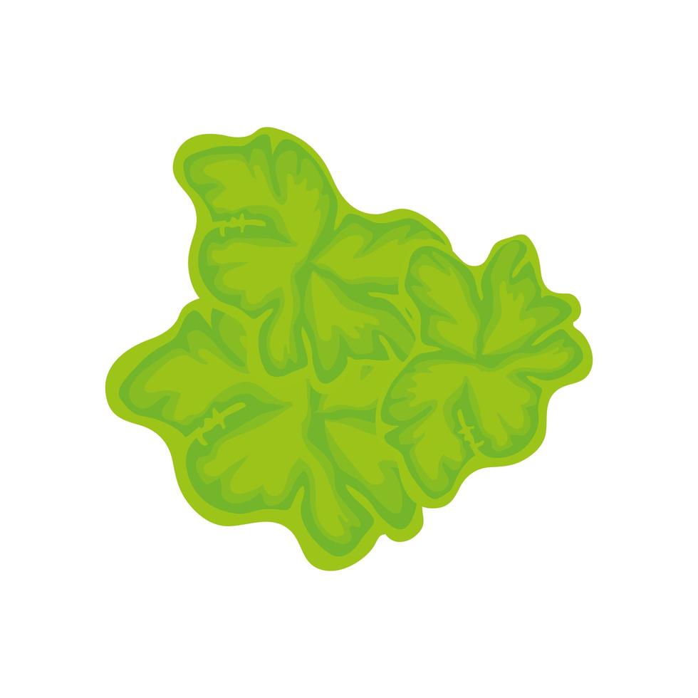 lettuce leaves fresh vegetable isolated icon vector