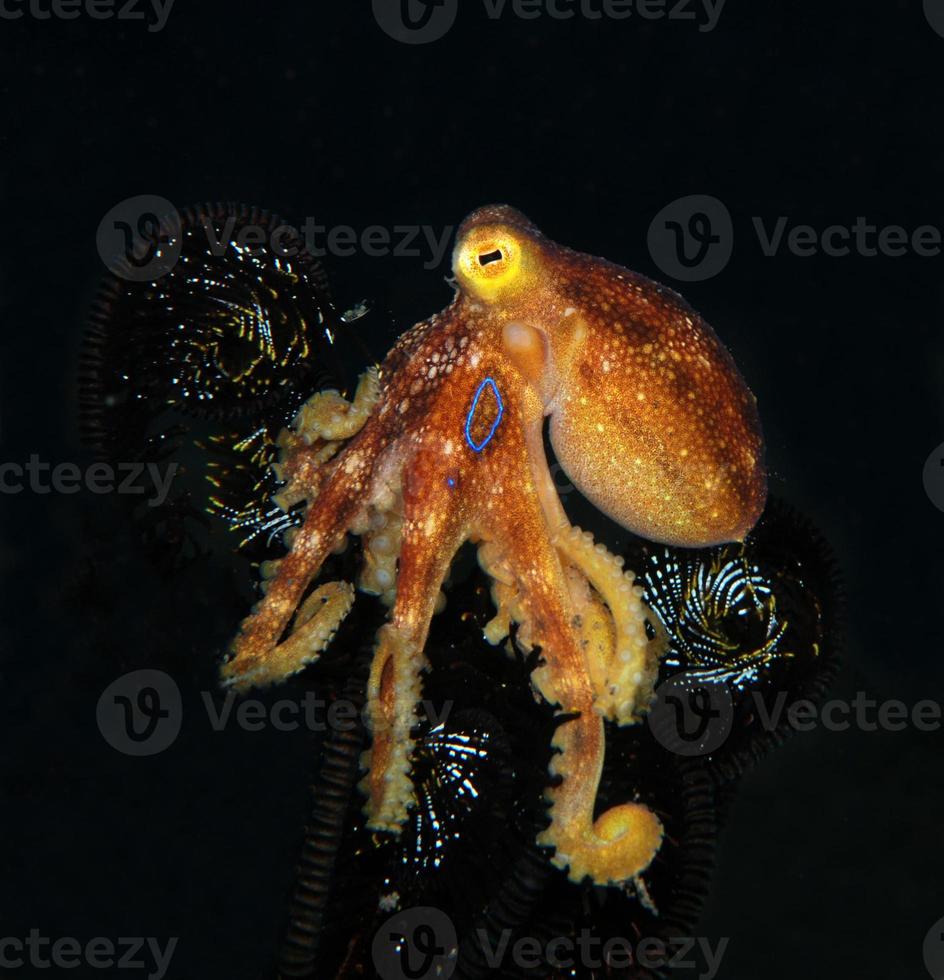 A rare Octopus Mototi in the Bali sea. photo