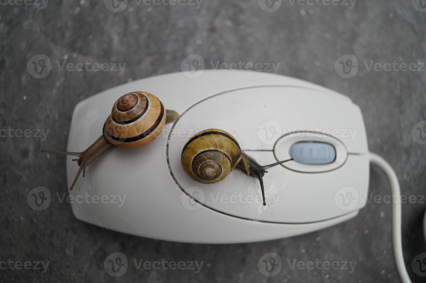 The computer is slow like a snail photo