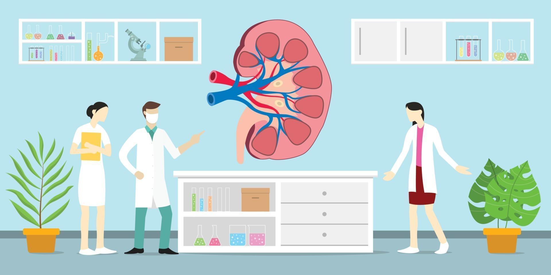 open or sliced kidneys on the laboratory with doctor people treatment vector