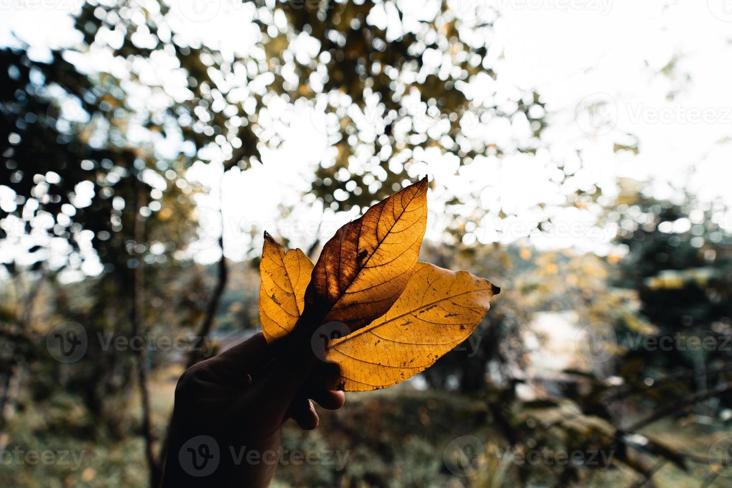 El otoño deja el primer amarillo en el jardín. foto