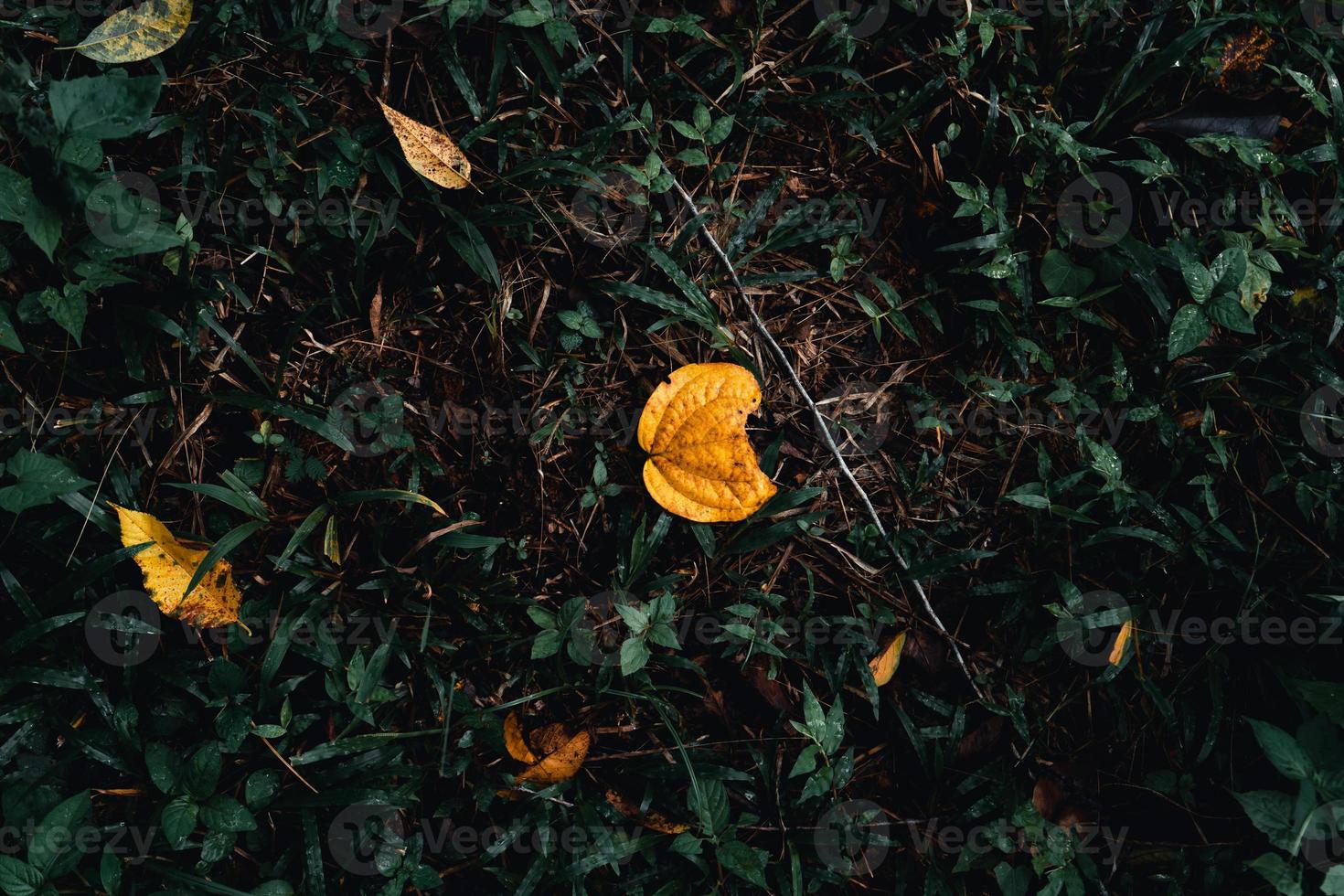 El otoño deja el primer amarillo en el jardín. foto