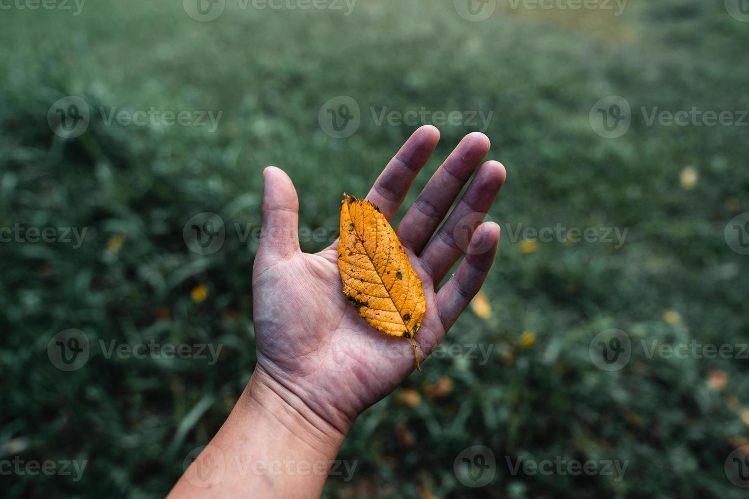 autumn leaves the first yellow in the garden photo