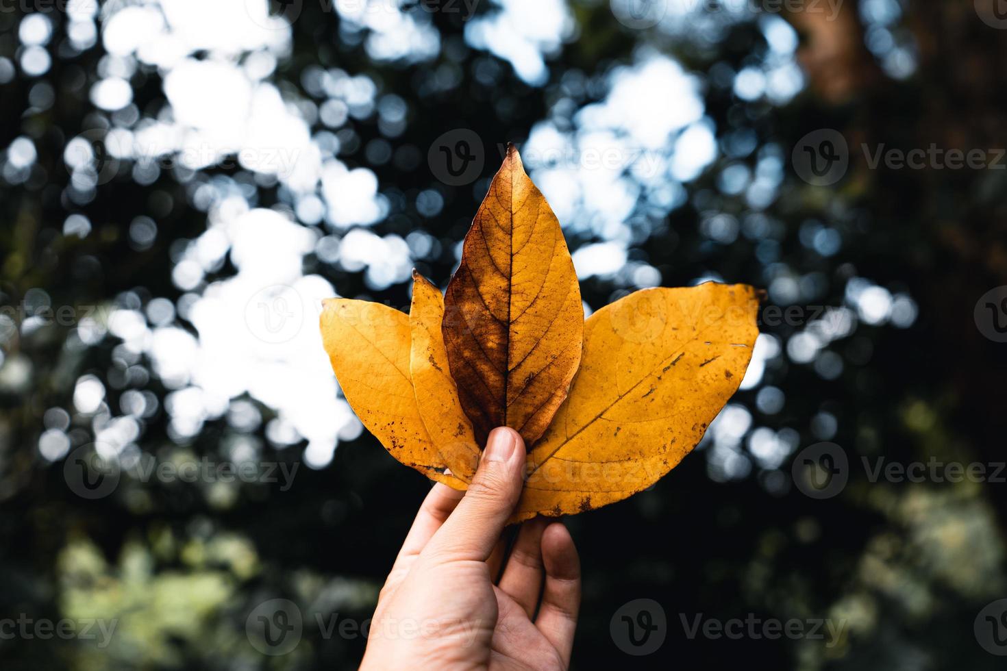 El otoño deja el primer amarillo en el jardín. foto