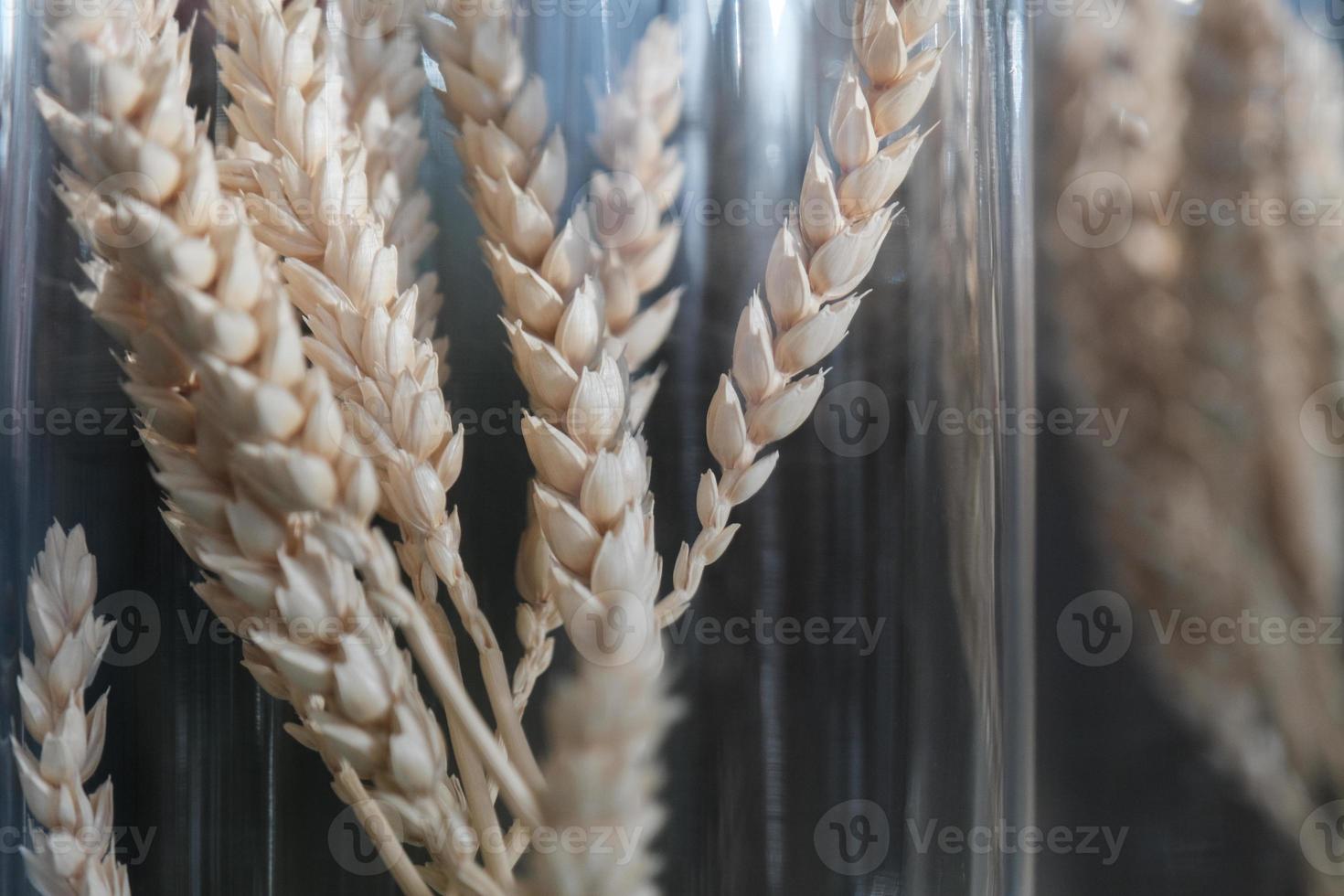 close up of brown and golden dry ears wheat in the tall glass flask photo