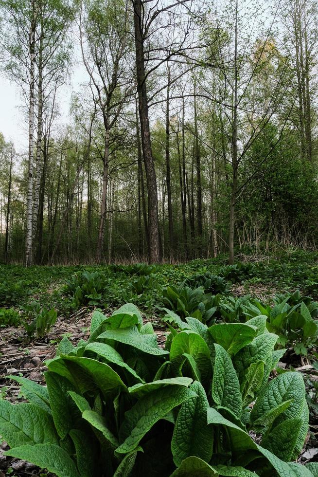 creciente planta verde con hojas de cerca en el bosque de la mañana foto