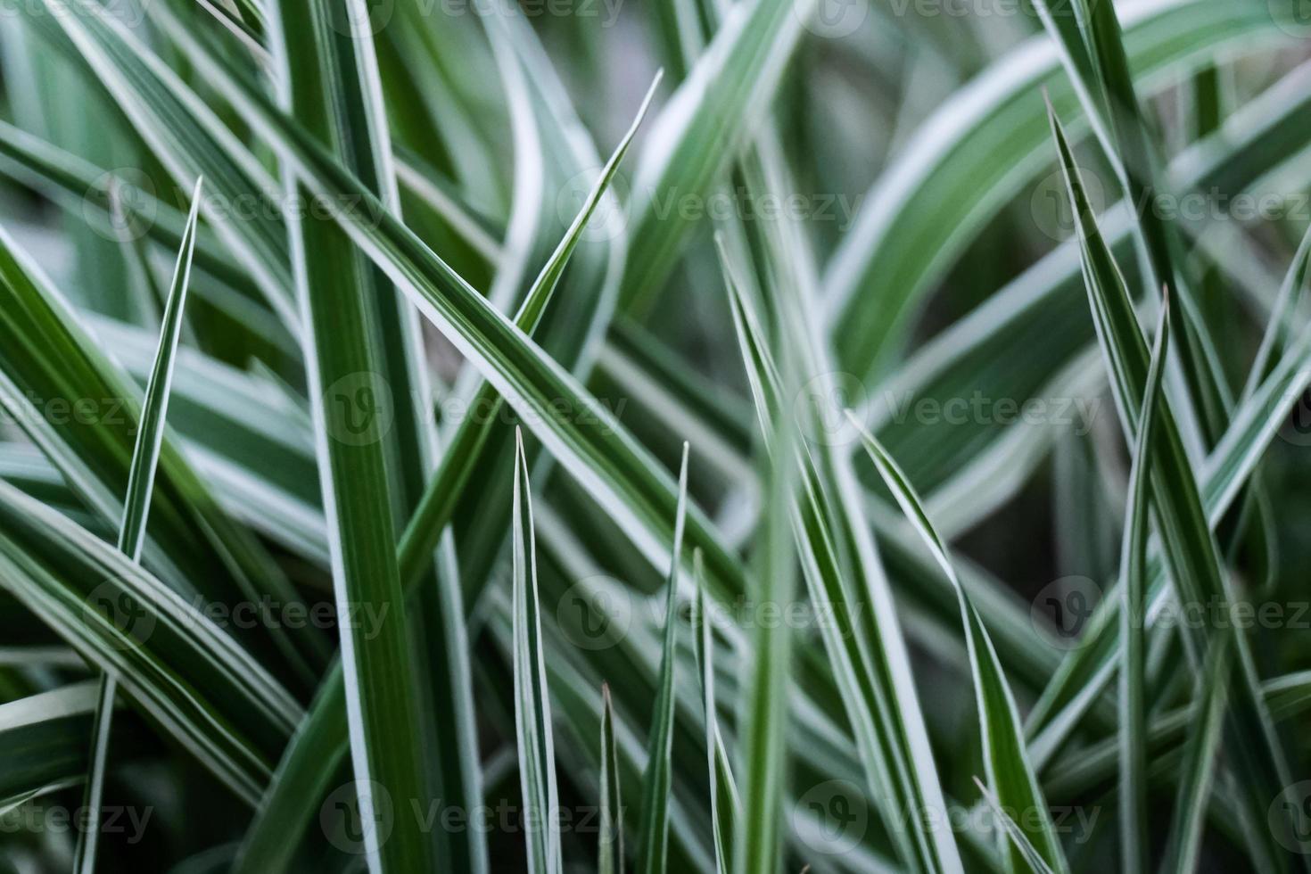 close up of long stems of green grass in the spring garden photo