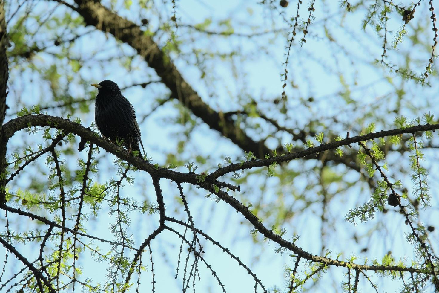 common starling on a tree branch against the blue sky in the park photo