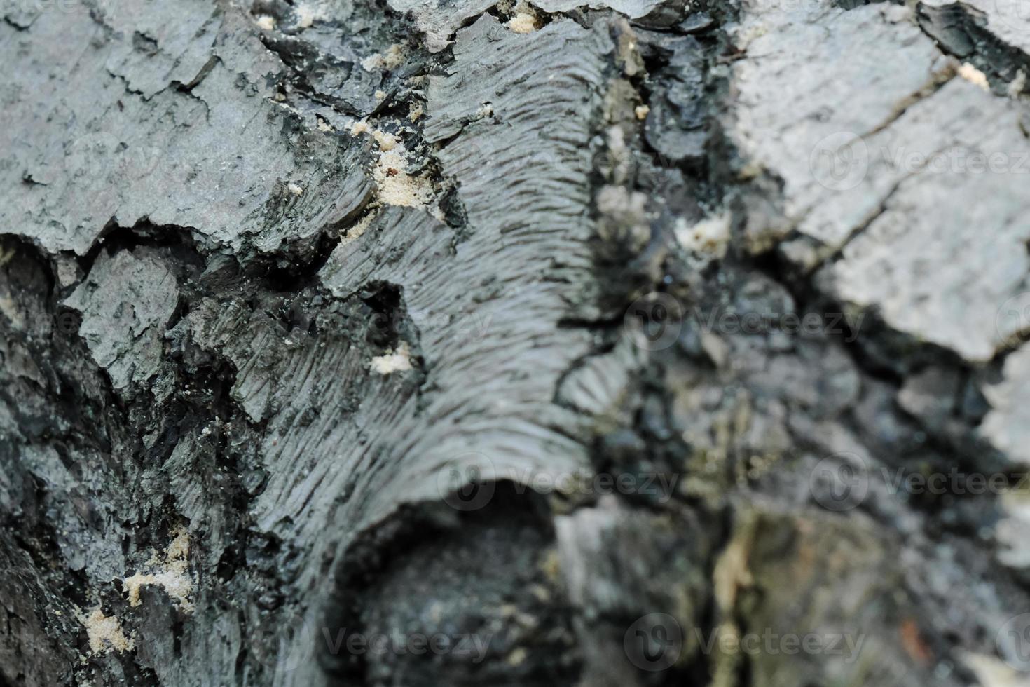 gray pine tree trunk texture, grey textured bark close-up photo