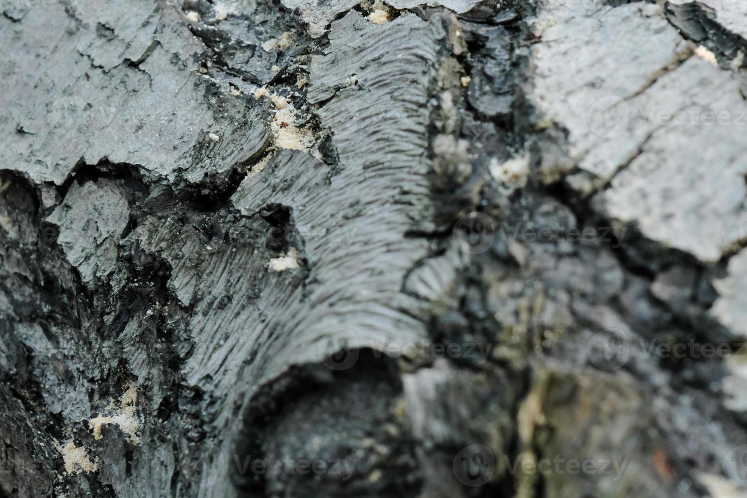 Textura de tronco de árbol de pino gris, primer plano de corteza con textura gris foto