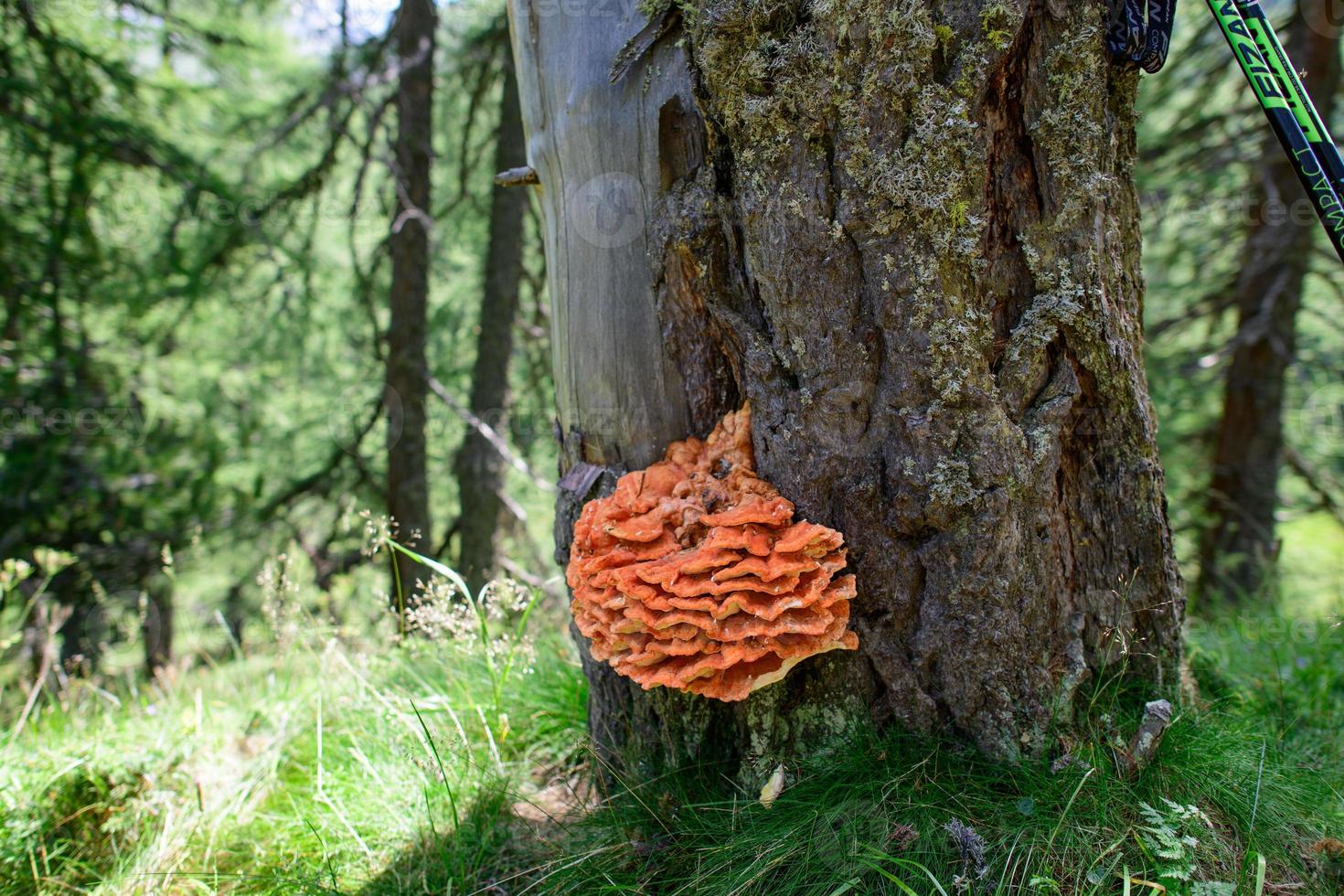 Orange mushroom on tree. Said Ganoderma photo