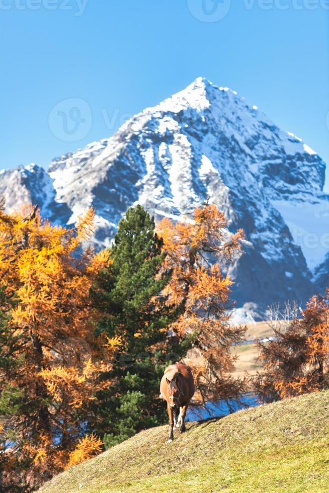 un caballo en un paisaje otoñal de alta montaña en los alpes suizos foto