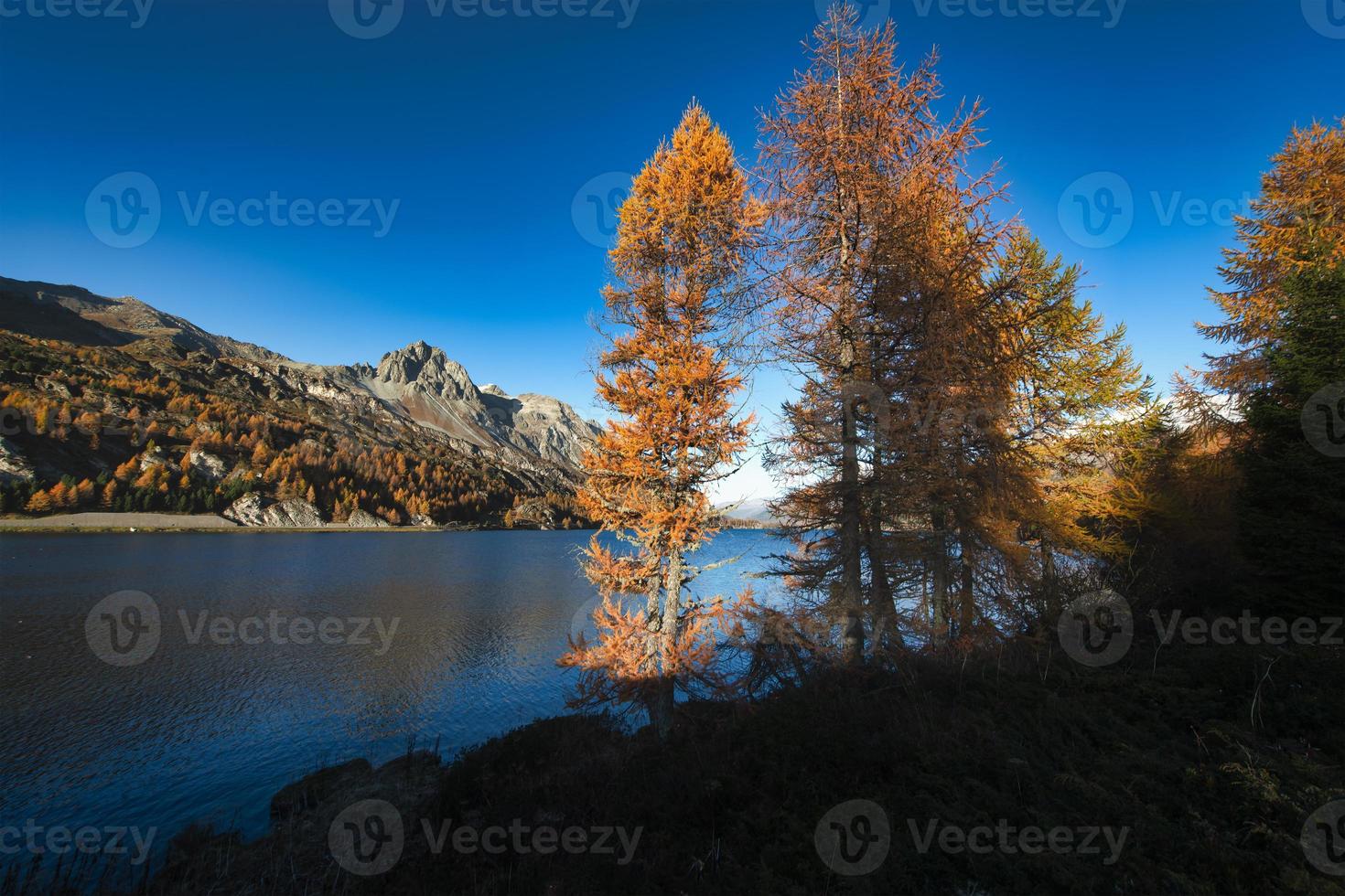 Autumn colored larches near a lake in the Engadine valley in Svizzzera photo