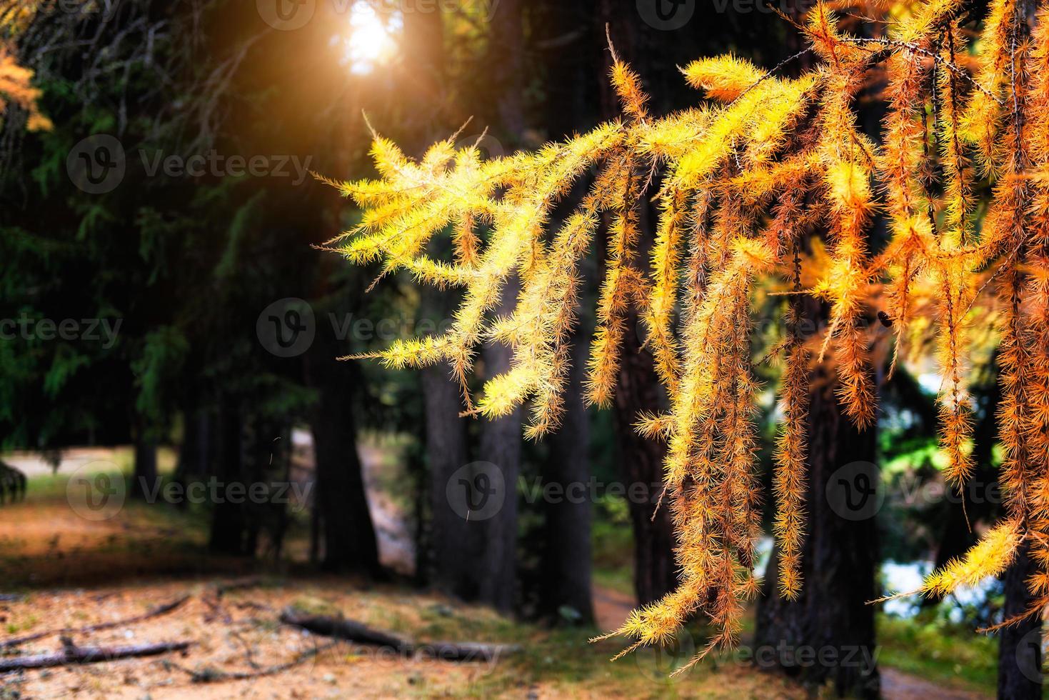 Autumn pine on Swiss alps photo