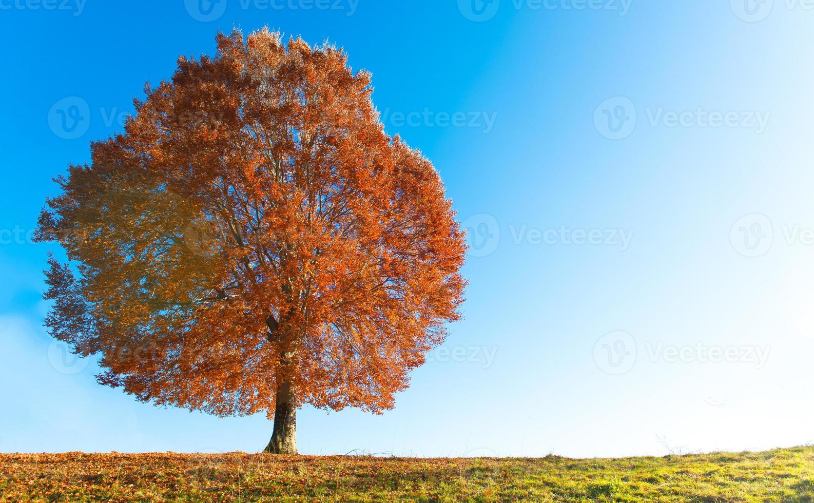 Beech in autumn photo