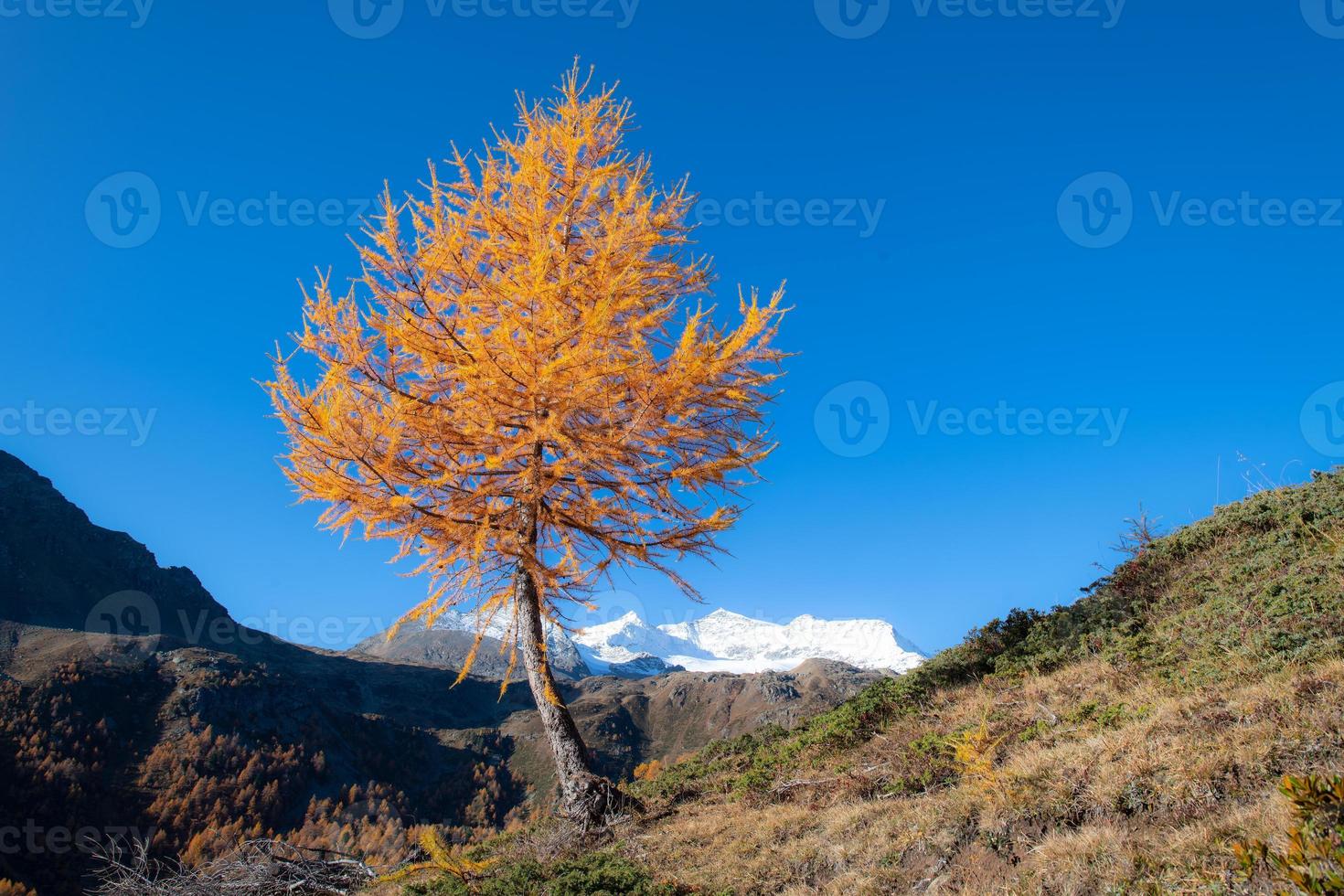 otoño de alerce en las altas montañas foto