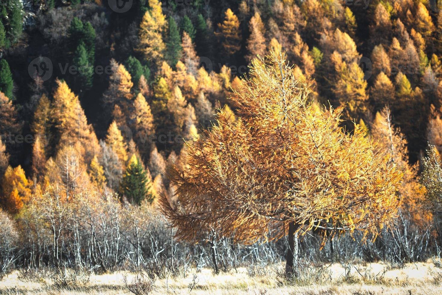 Larch in gold-colored autumn. photo