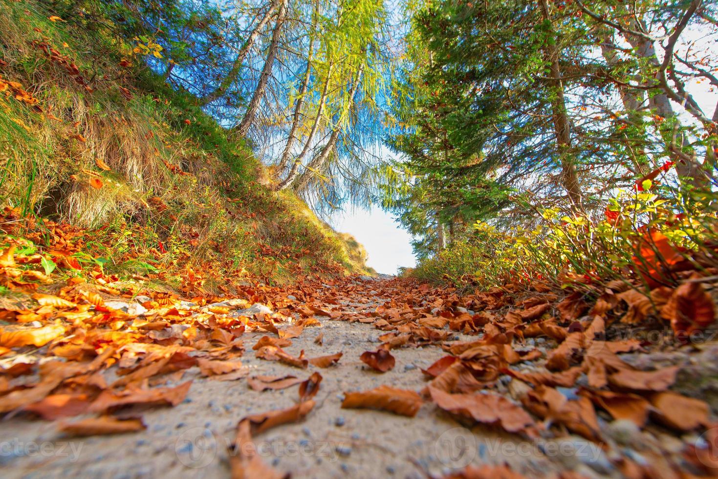 Mountain trail with beautiful autumn colors among the leaves photo