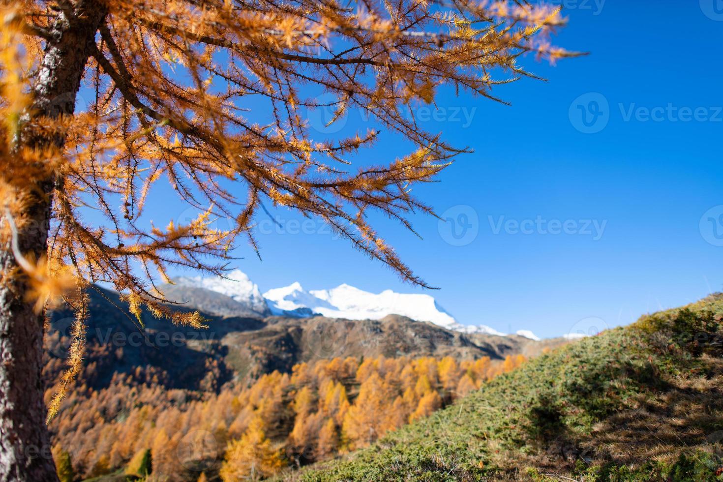 Gold colored larch in autumn photo