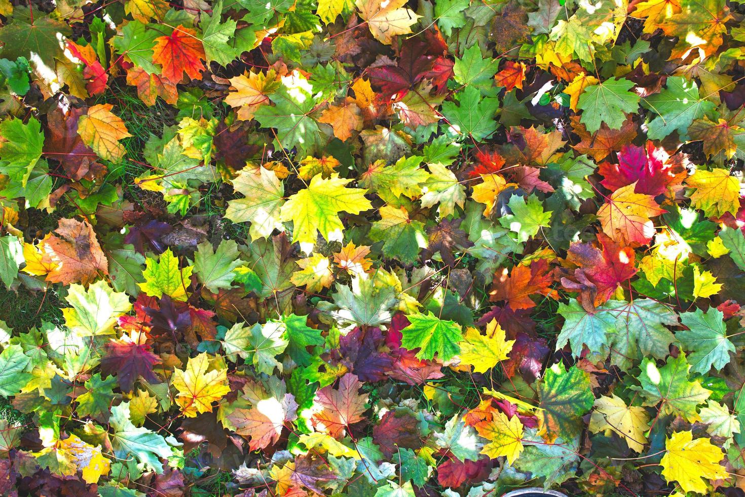 multitud de colores de follaje otoñal en el suelo foto