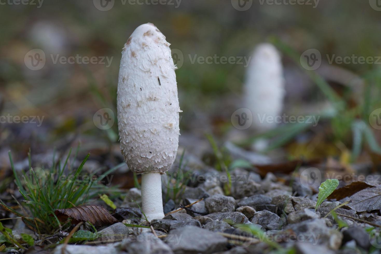 Seta macrolepiota procera aún cerrada foto