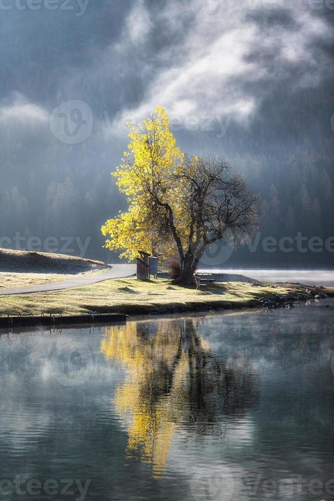 trémolo de álamo foto