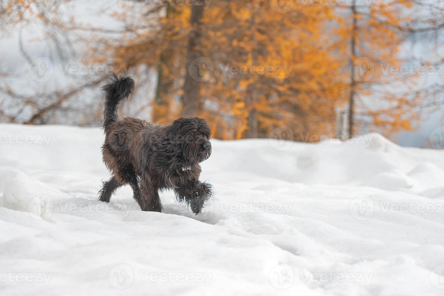 perro pastor camina en la nieve en otoño foto