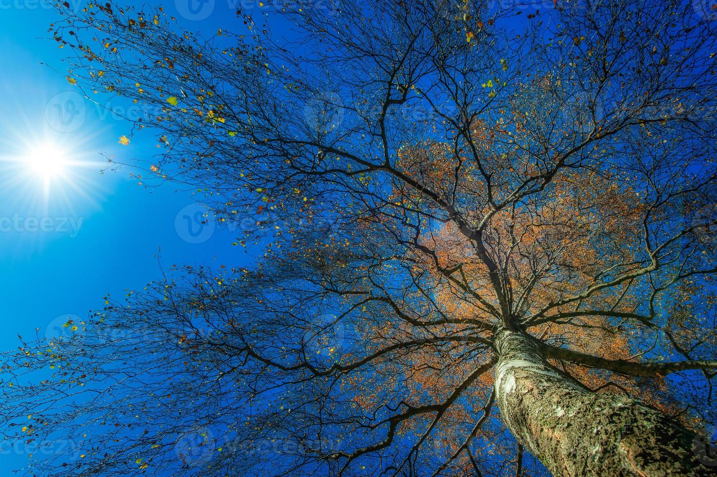 High Birch from below the sun photo