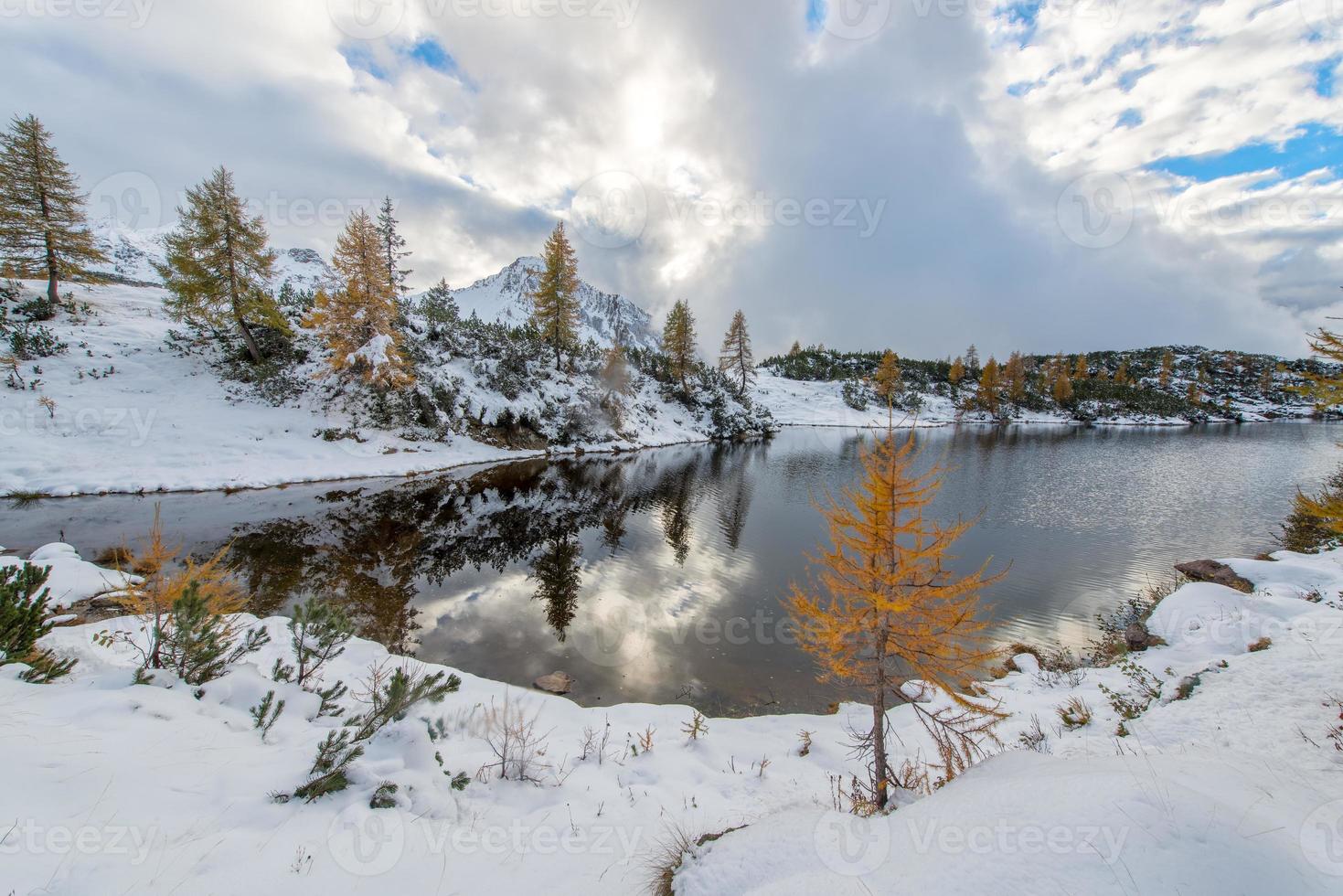 Small Larch near mountain lake photo