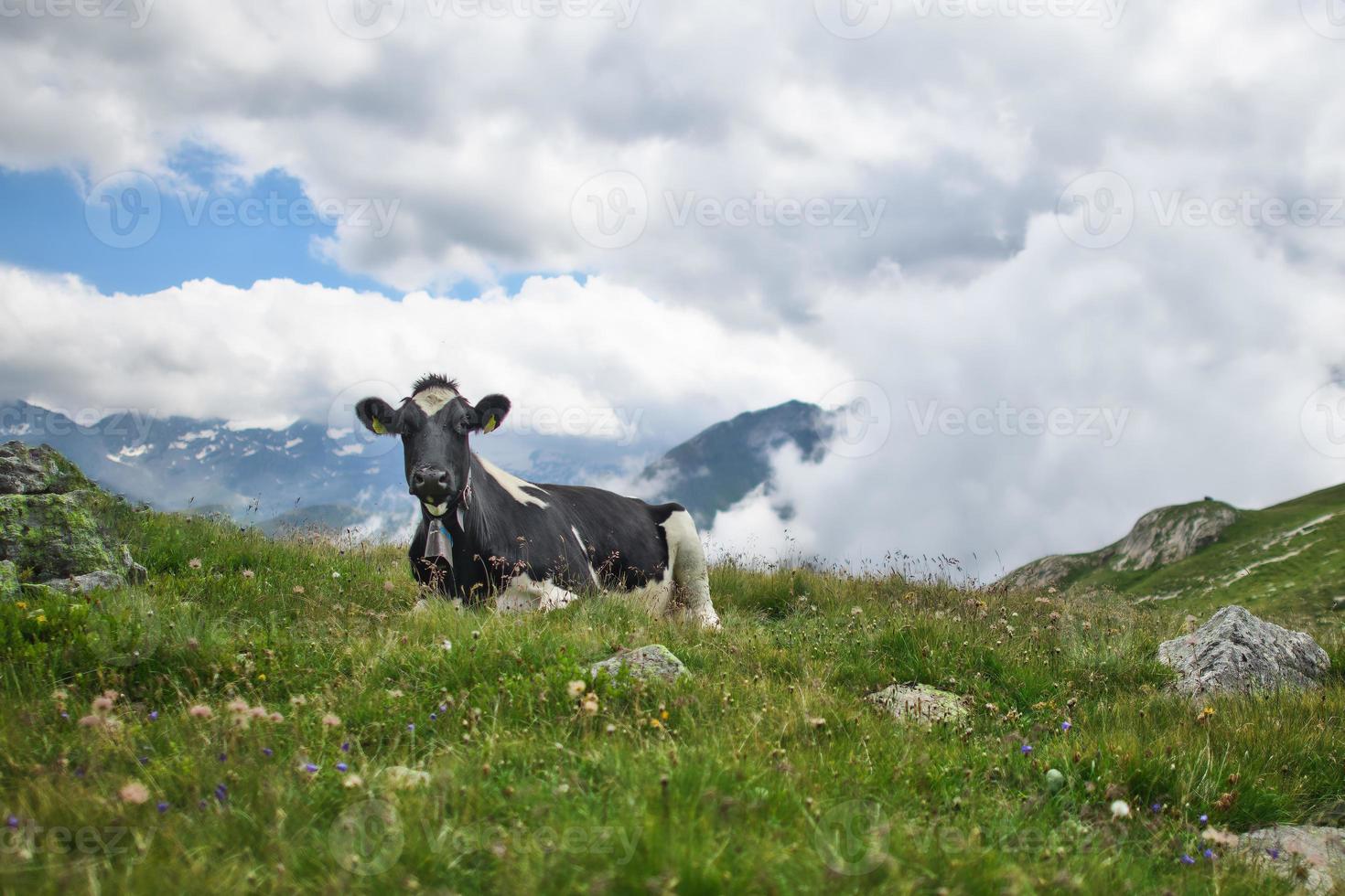 Swiss cow rests in pasture meadow photo