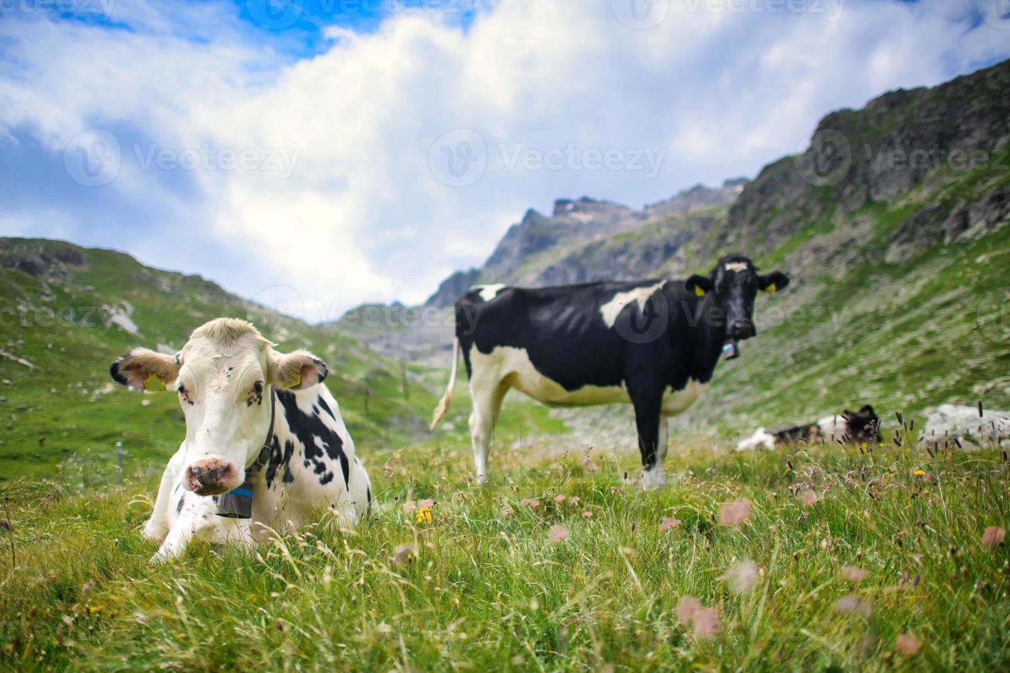 las vacas suizas descansan en el pasto foto