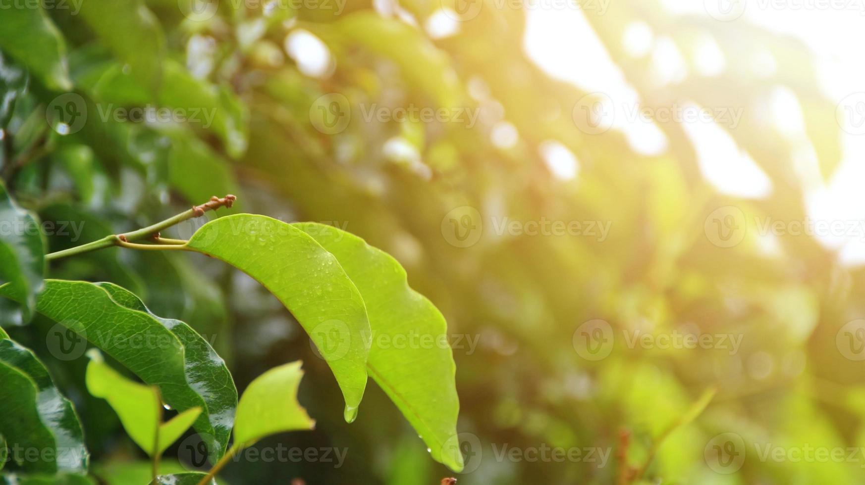 Tree leaves wet after being exposed to rain in the morning photo