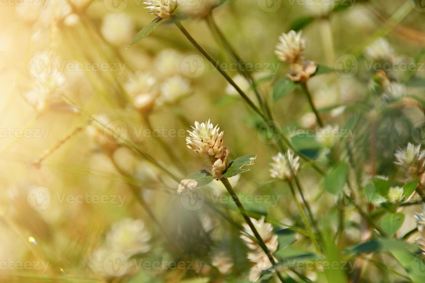 Beautiful nature background with morning fresh grass and ladybug. photo