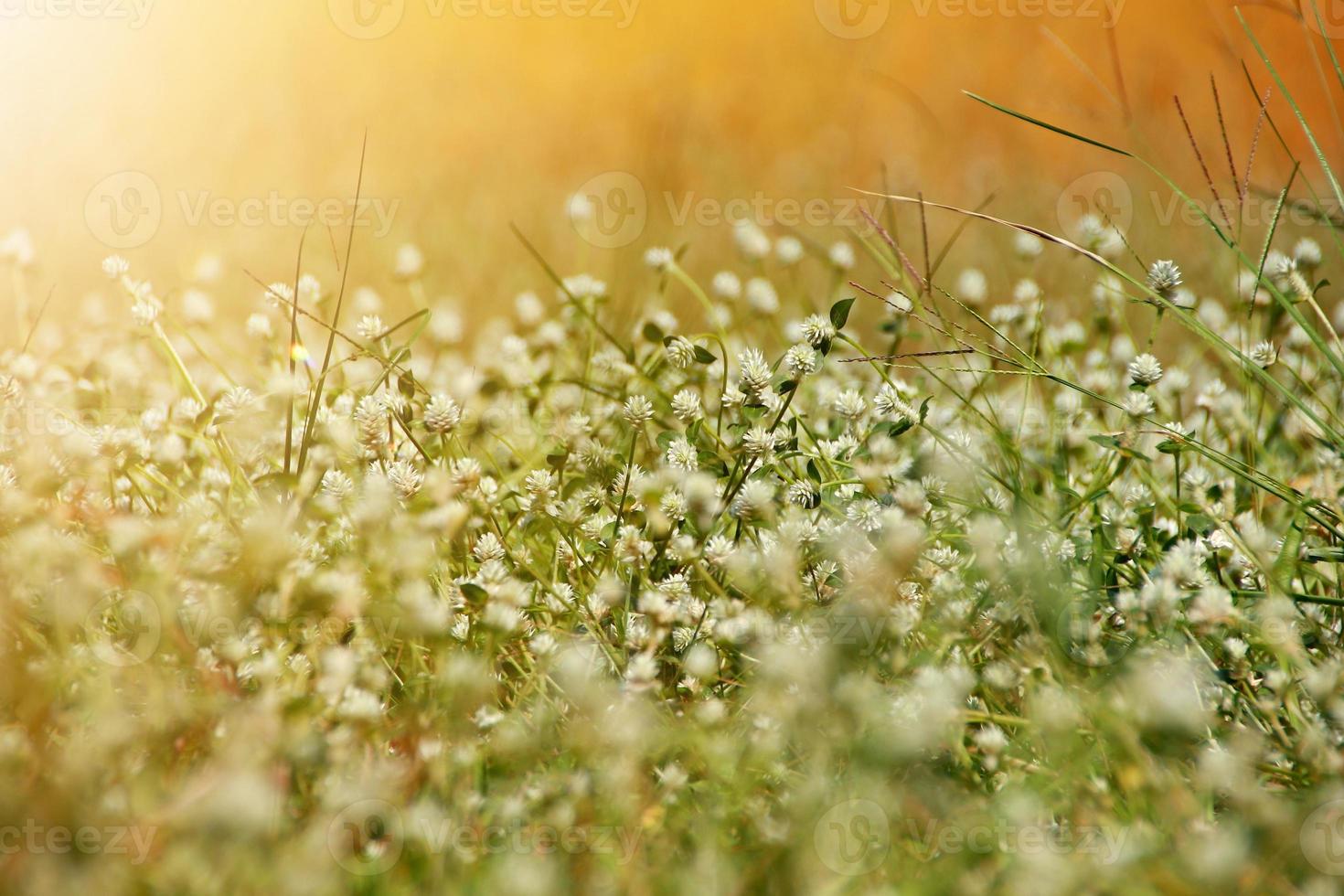 Fondo de naturaleza hermosa con hierba fresca de la mañana y mariquita. foto