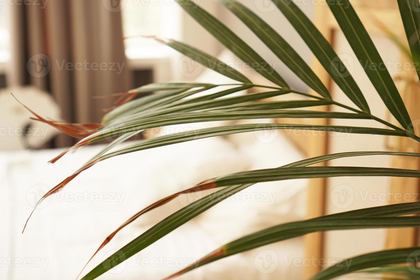 Living space or hotel room in a Scandinavian style. Green plant photo