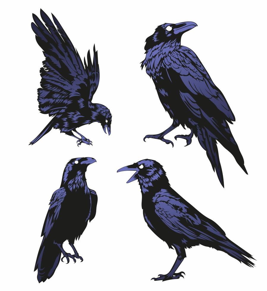 crow vector set, raven vector set