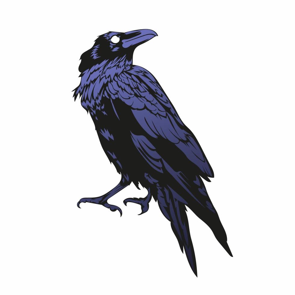 crow vector illustration, black horror raven