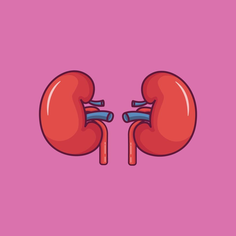 kidney organ vector. kidney isolated illustration vector