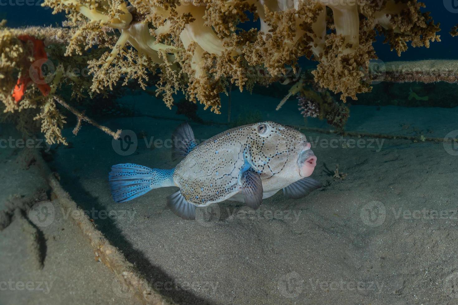 Fish swim in the Red Sea, colorful fish, Eilat Israel photo