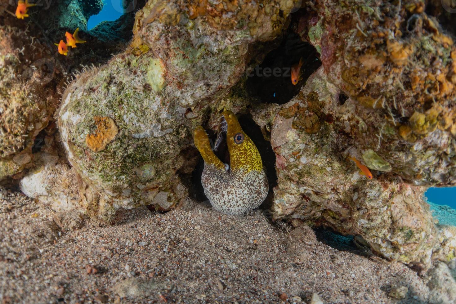 Moray eel Mooray lycodontis undulatus in the Red Sea, Eilat Israel photo