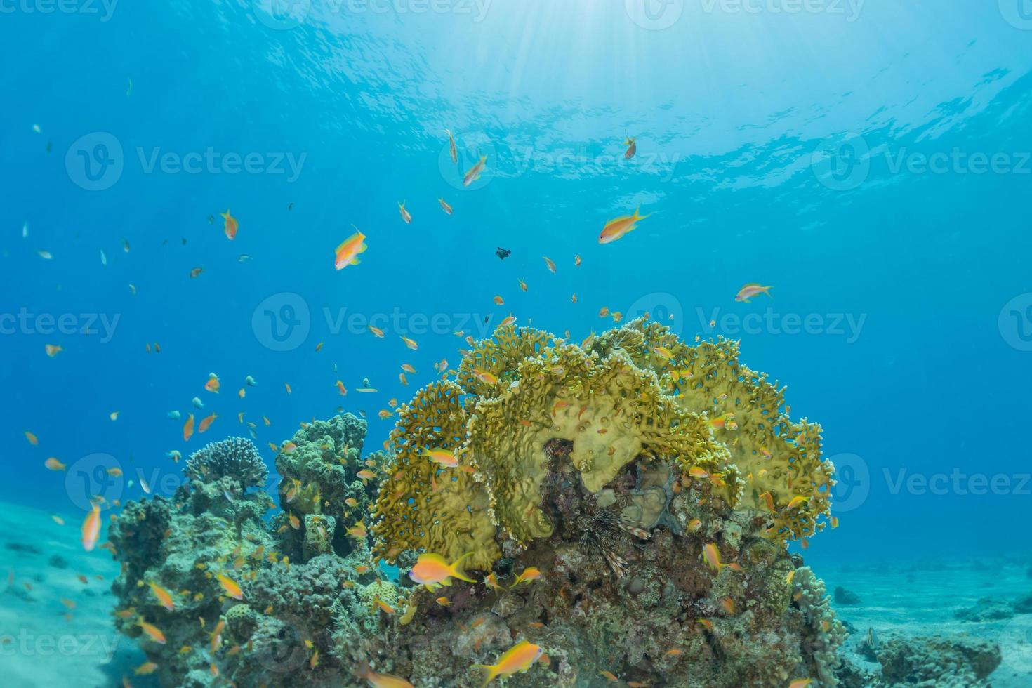 Arrecifes de coral y plantas acuáticas en el mar rojo, eilat israel foto