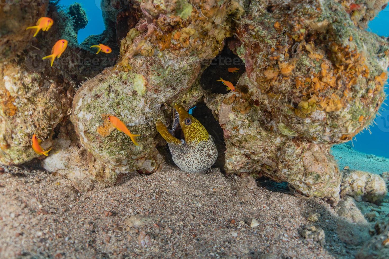 Morena mooray lycodontis undulatus en el mar rojo, eilat israel foto