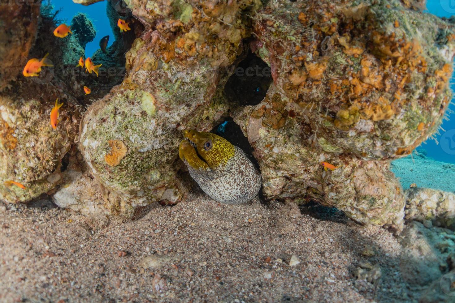 Morena mooray lycodontis undulatus en el mar rojo, eilat israel foto