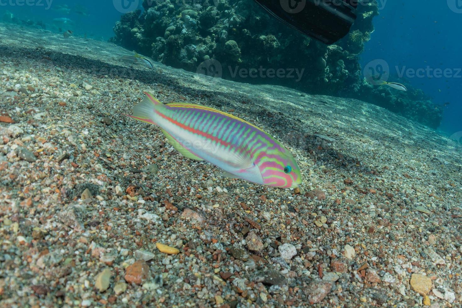 peces nadan en el mar rojo, peces de colores, eilat israel foto