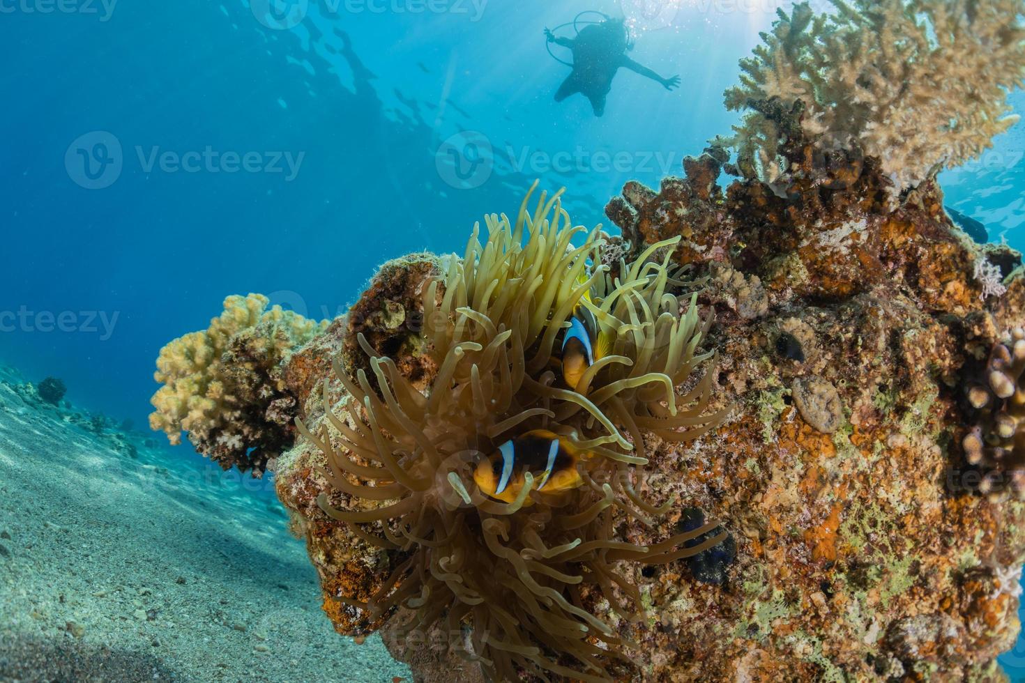 Arrecifes de coral y plantas acuáticas en el mar rojo, eilat israel foto