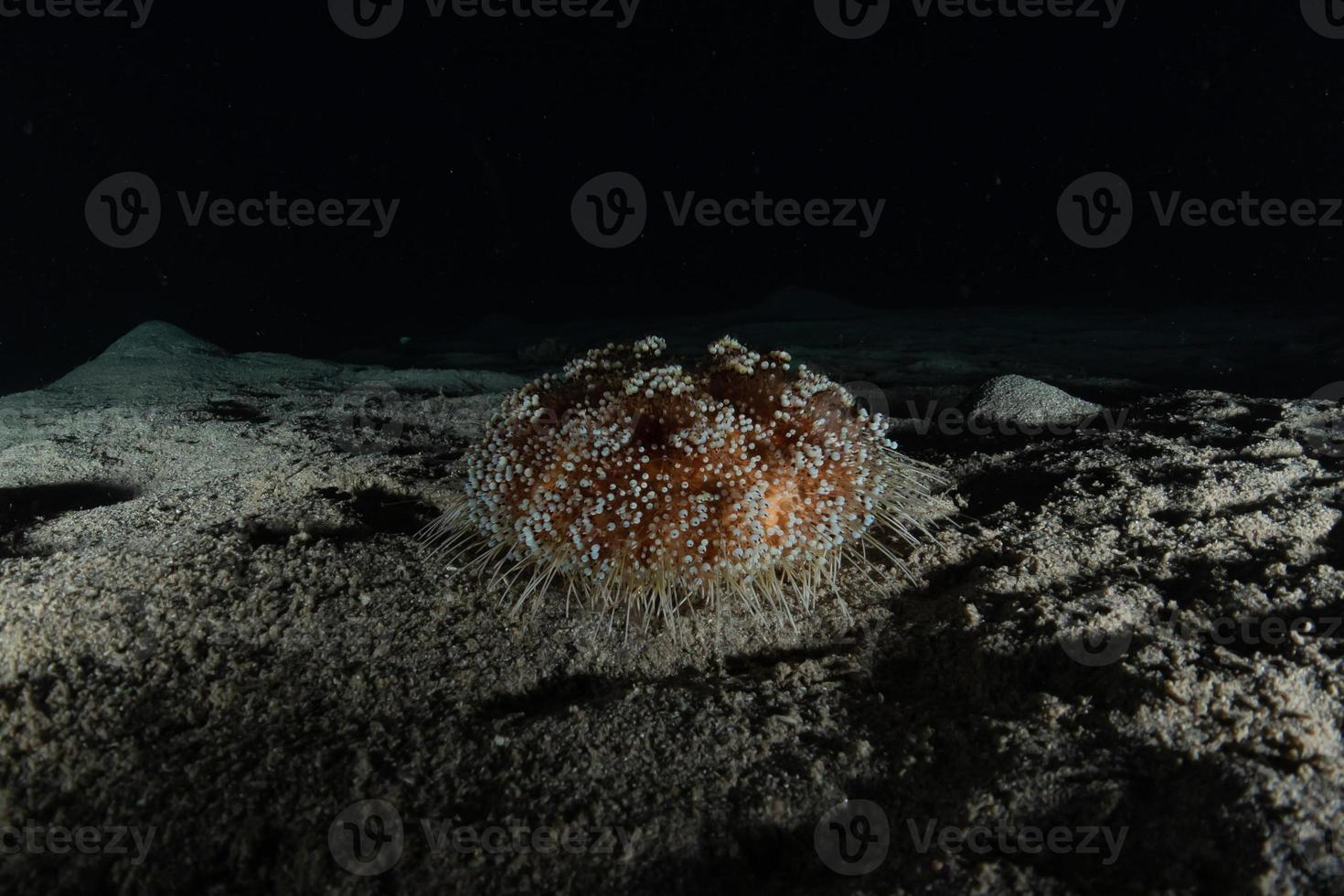 Coral reef and water plants in the Red Sea, Eilat Israel photo